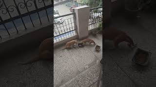 New Cat steals danny's food.# cat life matters