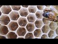 Sistema Palmer Versión San Andrés para apicultura y su evolución con nuevo método de cría de reinas.