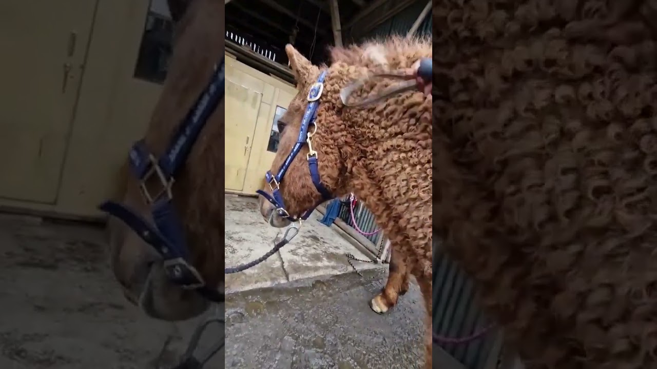 The curly appearance of a North American curly horse