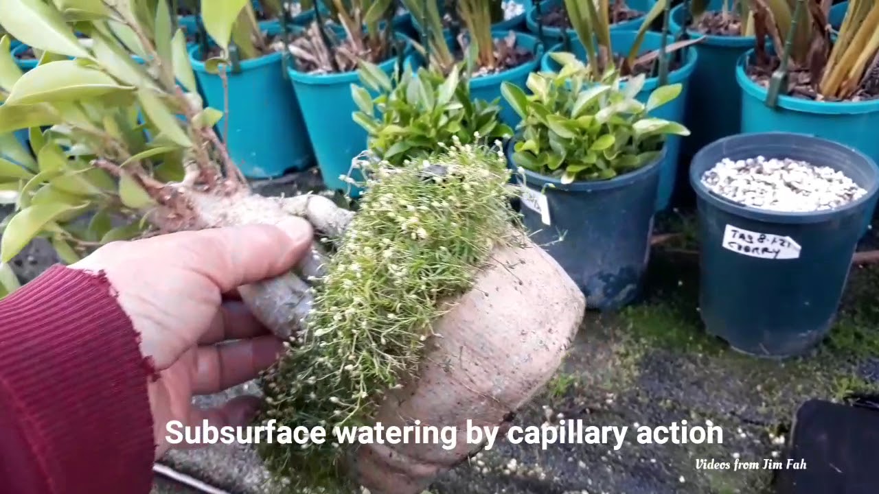 Episode 23 - Bonsai Capillary Watering .. from The Original Autopot Systems