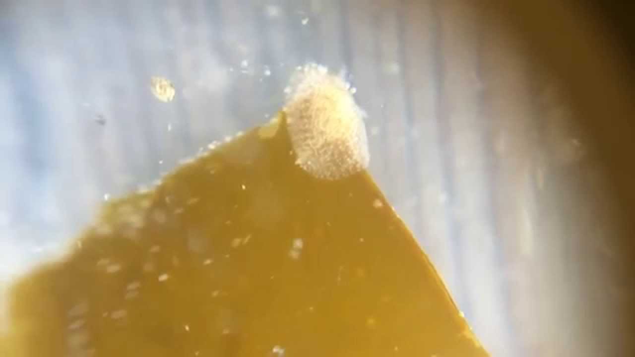 Corambe pacifica - Racing over a frond of giant kelp