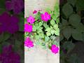 Ref:7ysa6CqOU4Q Busy lizzie dark pink balsam impatiens walleriana #shorts #garden #easytogrow