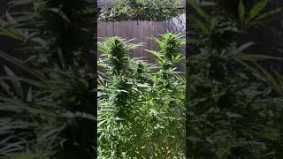 The Dank Bank 420..Big Buds a Bouncing