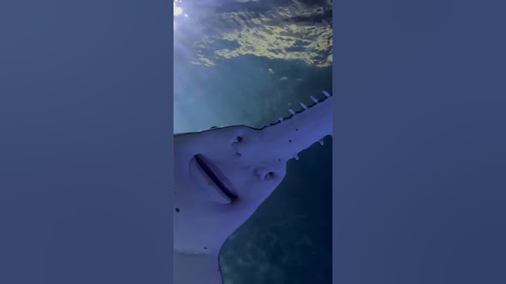 cá mập có đầu cưa || saw shark