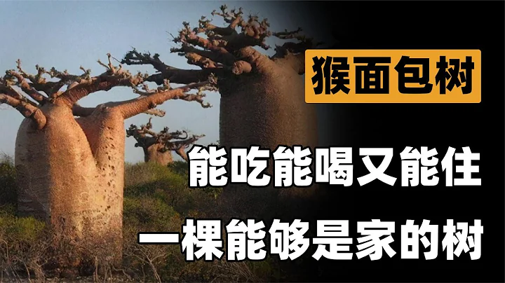 非洲人懒的原因找到了！猴面包树能吃能喝还能居住，根本不用种地 - 天天要闻