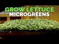 How to Grow Lettuce Microgreens Fast & Easy🌱