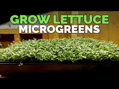 How to Grow Lettuce Microgreens Fast & Easy🌱