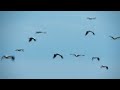 Птицы Черноморского биосферного заповедника