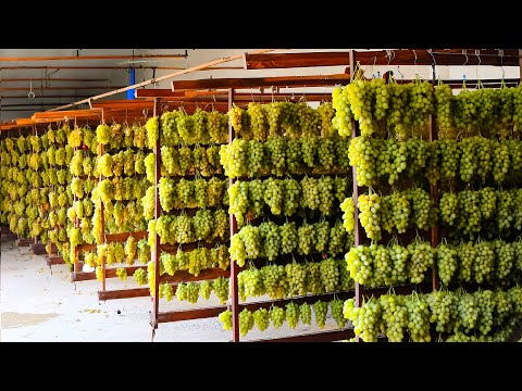 видео: Процесс изготовления СУШЕНЫХ ФРУКТОВ из инжира, фиников, винограда, авокадо на заводе