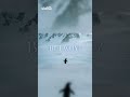Mountain Penguin Walking Like He Understands Life #emotional #shorts