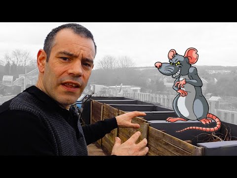 Video: Trekt een composthoop ratten aan?