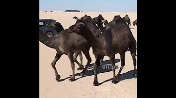 عوبال لااله الاالله اول مانبدا ونقول صلاة على الرسول 