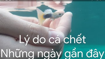 Guppy | Lý do cá bảy màu chết những ngày gần đây