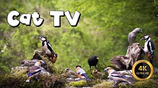 Cat TV for Cats to Watch   WOODPECKERS ARE AMAZING‍⬛(4K)