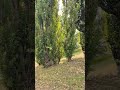 Осінь на Пслі❤️#сумы #суми #sumy #українськийютуб #сумщина #sumychannel
