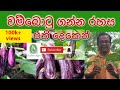 How To Grow Brinjal at Home |සති දෙකෙන් වම්බොටු එලදාව ගන්න රහස| Ceylon Agri |Episode 20