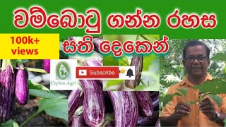 How To Grow Brinjal at Home |සති දෙකෙන් වම්බොටු එලදාව ගන්න රහස| Ceylon Agri |Episode 20