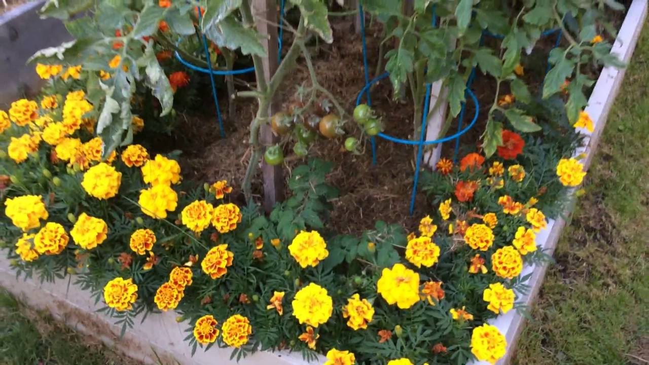 Что творится у меня на огороде / Томаты (помидоры ) на грядке и в вёдрах / 08 Августа 2016