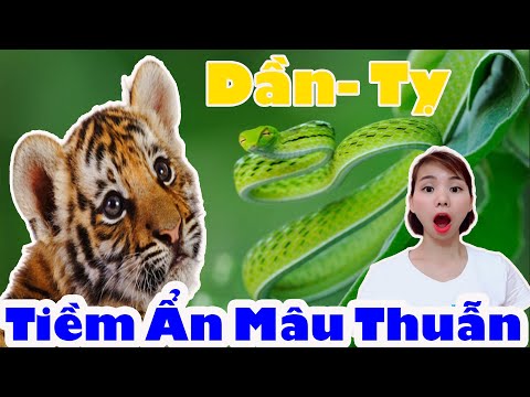 Video: Tử Vi Phương Đông Tương Hợp: Dần Và Tỵ