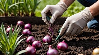 How to Grow ONIONS in Uganda! EASY Step-by-Step Guide