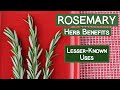 Rosemary Herb Benefits, Less Commonly Known Folk Uses