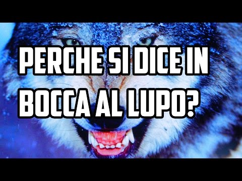 Perche Si Dice In Bocca Al Lupo Curiosità In 1 Minuto Youtube