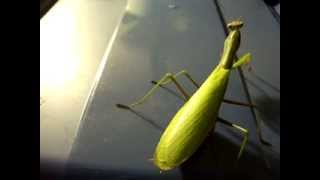 Fiche d'élevage #1 : Mantis Religiosa