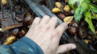 Espera boa de veado mateiro, como identificar o comido do veado no coco najá