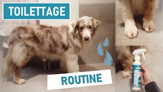 ROUTINE TOILETTAGE AIKO (berger australien)