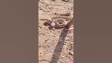 الطريشة المصرية ٣ 