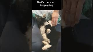Human hand vs murdermittens ( playful )  Mr. Darcy, tuxedo cat