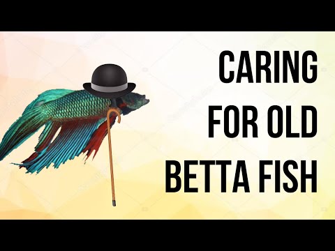 วีดีโอ: วิธีการดูแล Betta เก่า