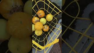 Lemon Cucumber #garden #gardening #containergarden #yellowbootsgardening #blackthumbyellowboots