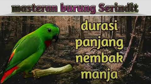 masteran suara burung serindit 2021 (kicauan)