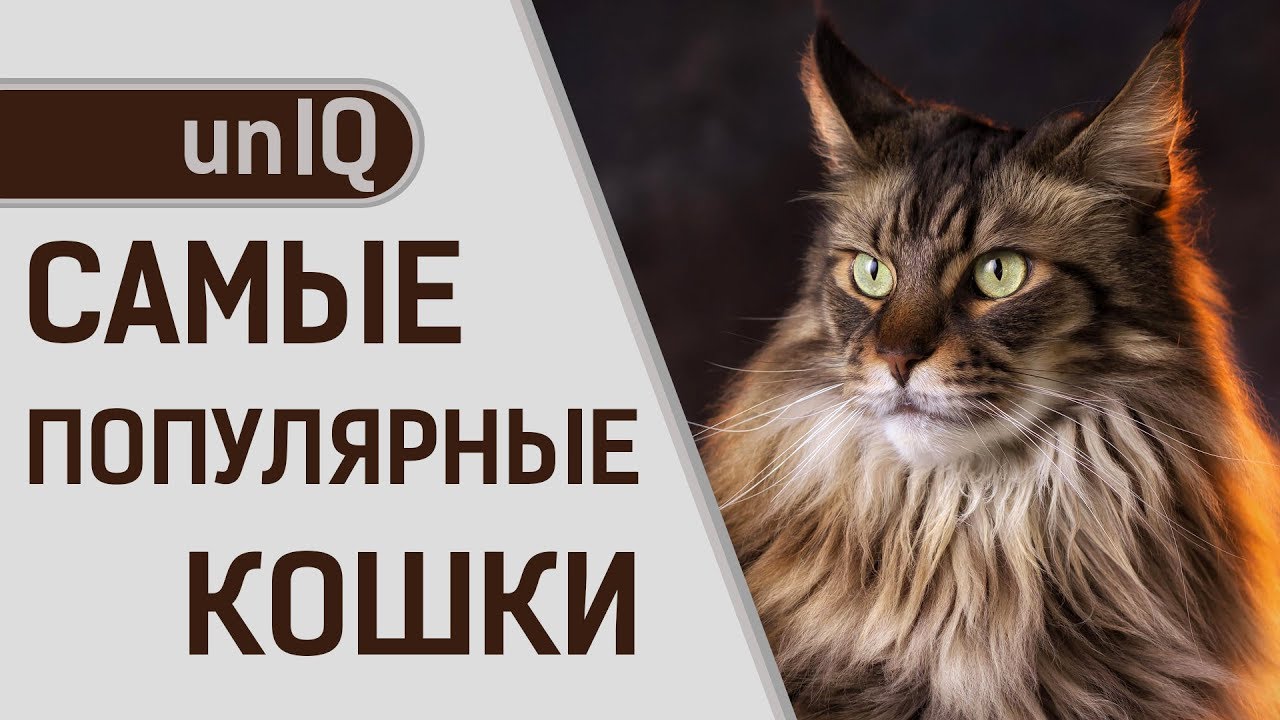 САМЫЕ ПОПУЛЯРНЫЕ ПОРОДЫ КОШЕК В МИРЕ