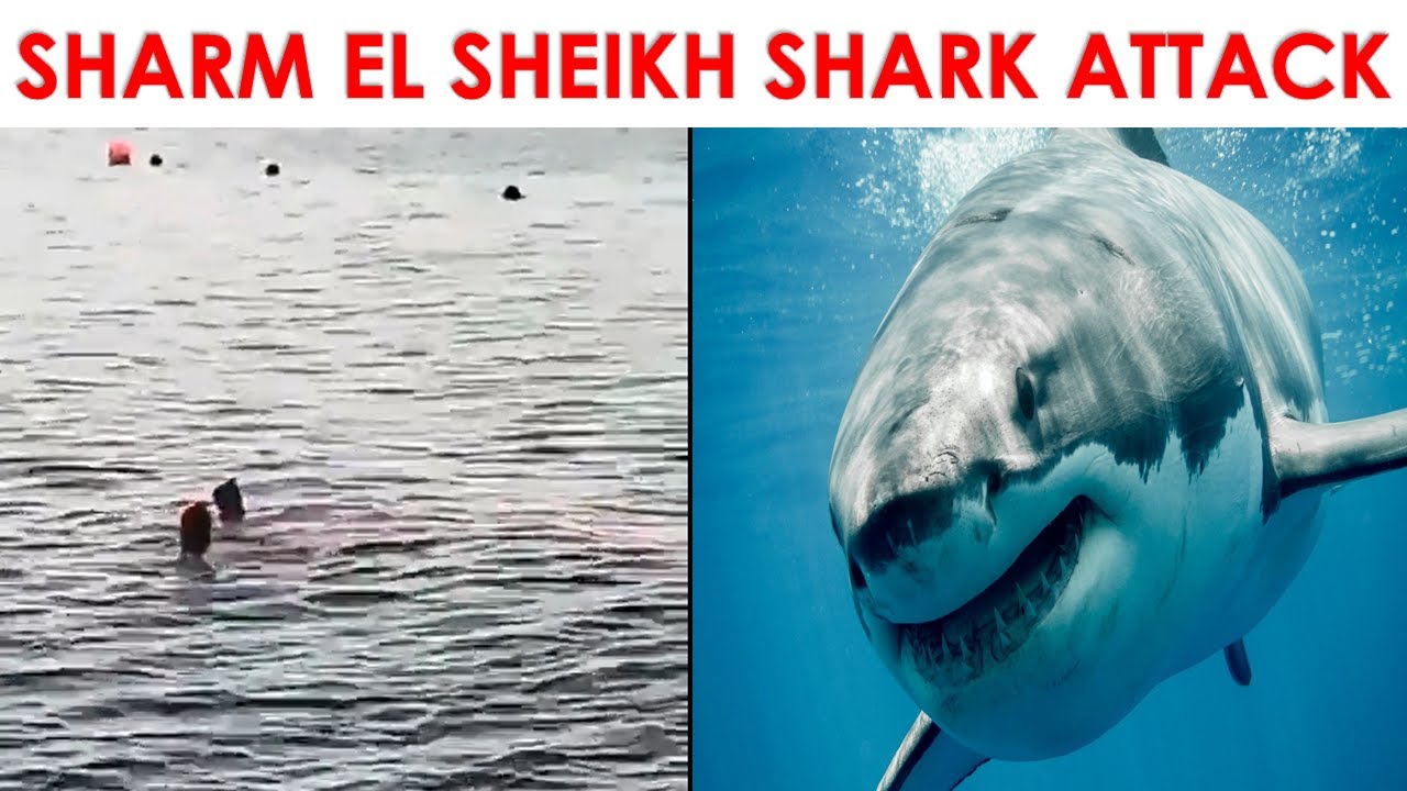Шарма шейх нападение акула. Нападение акул в Шарм Эль Шейхе. Акулы в Красном море Шарм-Эль-Шейх нападение.