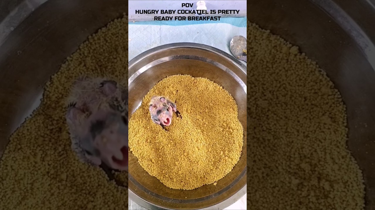 Soft Food, Sweet Chirps. Baby Cockatiel Makes Sweetest Sounds While Being Hand Fed.