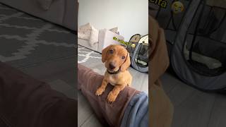 Probando sonidos para perros