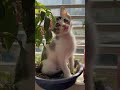 PabloрџђЇ Creature Youtube Highlights Nature Cat Catlover 2025 PabloрџђЇ Creature Youtube Highlights Nature Cat Catlover 2025