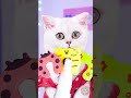 🐱💖 私の猫のスーパーパワーが明らかに #123ゴー