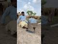 Bchao Saamp Ha Bchao Saamp Ha