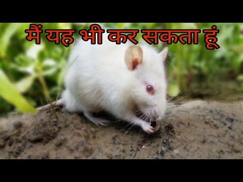 वीडियो: चूहे के वर्ष में मैं क्या उम्मीद कर सकता हूं?