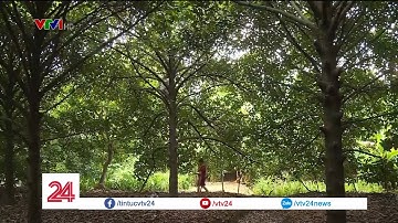 Khám phá vườn măng cụt trăm tuổi ở miền Tây| VTV24
