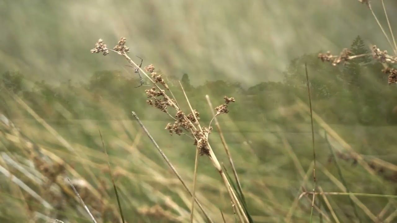 Alfred Cove/Attadale, Western Australia
