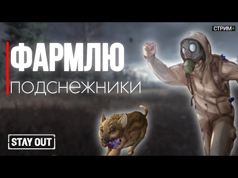 Видео: 🔴 Как я фармлю подснежники | Stay Out | Stalker Online