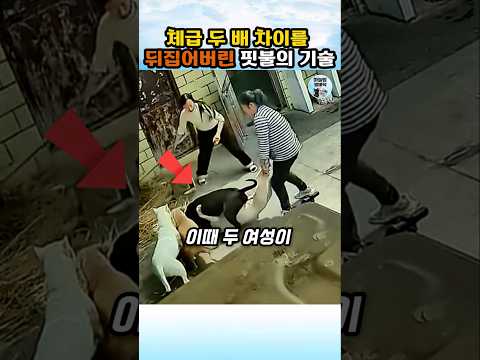 체급 차이 무시하는 핏불의 놀라운 기술 #개 #동물 #dog thumbnail