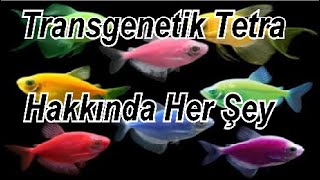 Transgenetik Tetra Hakkında Her Şey