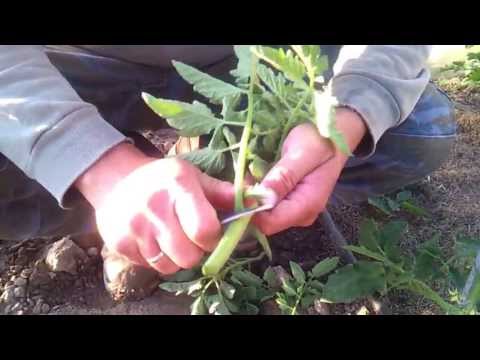 Βίντεο: Glomeratus Beardgrass Πληροφορίες: Συμβουλές για την καλλιέργεια θαμνώδους Beardgrass