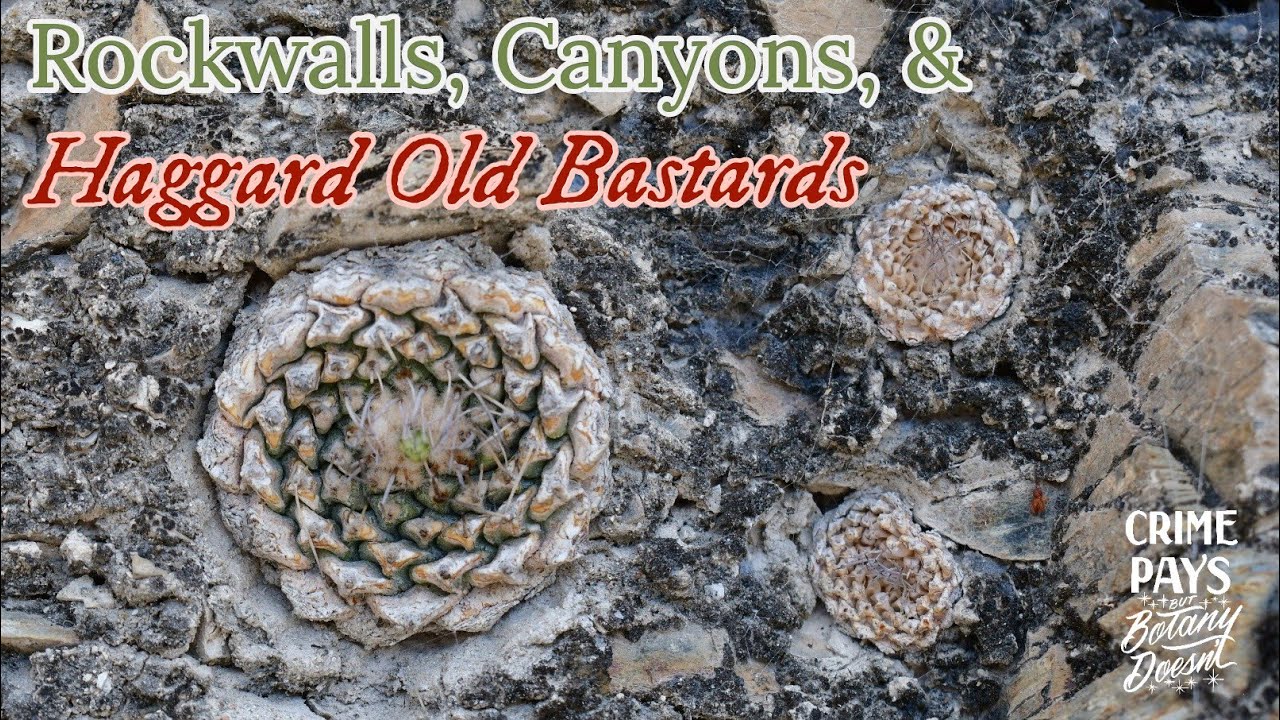 Каменные стены для влюбленных с Strombocactus diskiformis