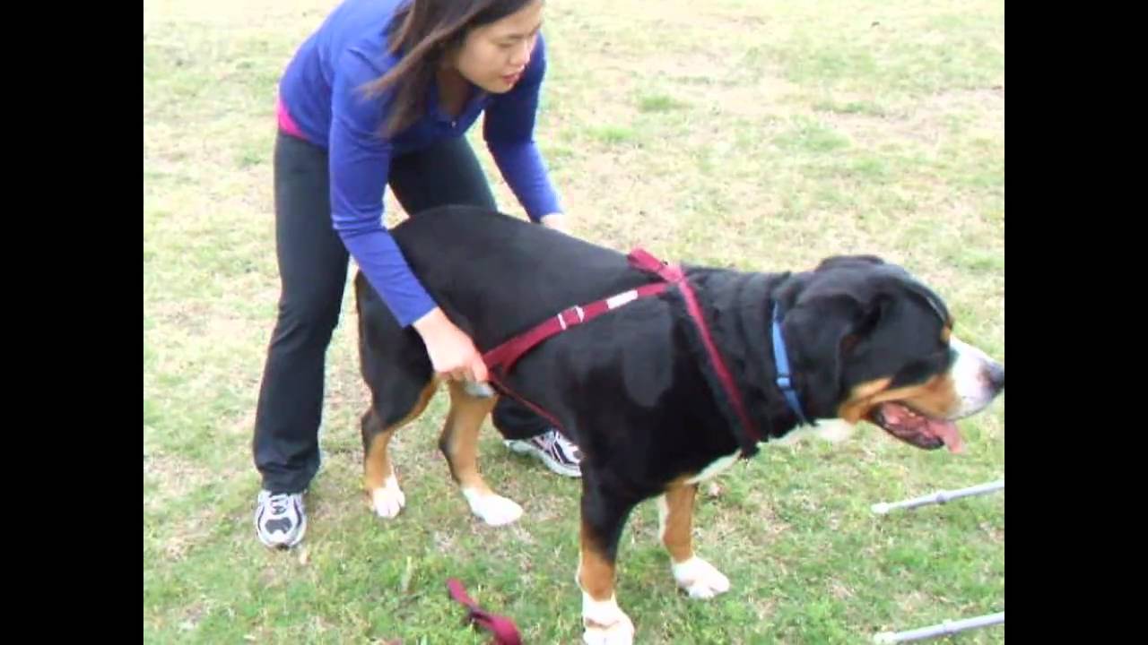 mountain dog harness